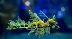 От забележителния морски дракон?