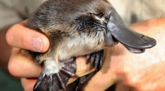 Отколкото невероятно по посока на часовниковата стрелка?