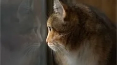 Какво правят котките, когато останат у дома?