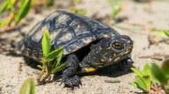 Костенурник marsh european