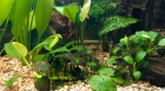 Черни брада атаки или проблема с кафявите водорасли в аквариума