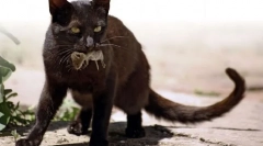 Черна котка