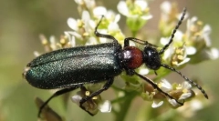 Чернхотели и курсове