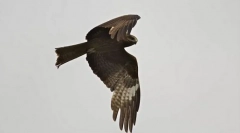 Черно коршон