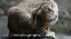 Крачки на краста и скелета