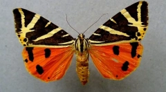 Четири сочат мечка