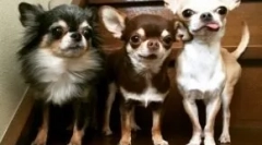 Chihuahua: история на името на породата