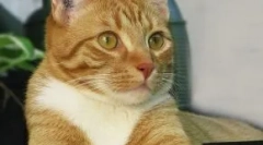 Cat chipping: необходимо ли е процедура за домашни любимци