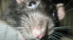 Какво е деризацията и нейните етапи