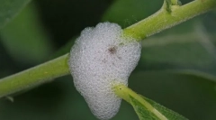 Какви са крилата на слюнката?