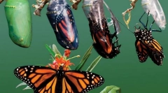 Какво е метаморфоза