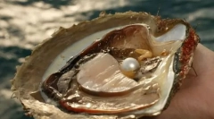 Какво вътре в черупката?