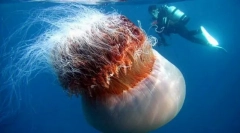 Циания космат