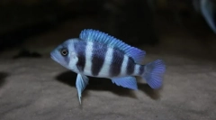 Nighture frontose (cyphotilapia frontosa)