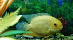 Цихласом (цичласома)