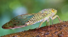 Цикада, cycada и potnie