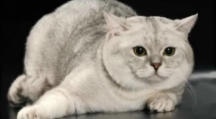 Скотиш-изправен