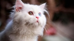 Цвят на котената вълна