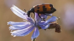 Флорален провал