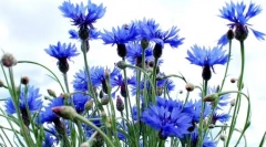 Цвете василек
