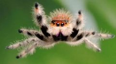 Дали паяците скочат?