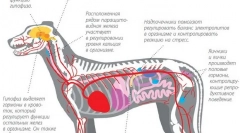 Облекчаване на хормоналния растеж