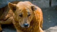 Демодекоза в кученца и възрастни кучета