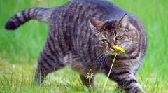 Котка диета в затлъстяване