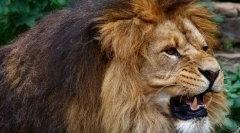 Диви и домашни любимци