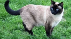 За какви котки мустаци?