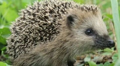 За които някои животински игли?