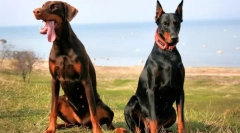 Doberman pinscher (снимка): всичко за характеристиките на собственика на безплодна порода