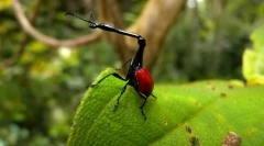 Жираф жираф