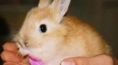 Домашни зайци