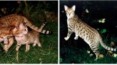 Домашно приготвени котки, получени от див човек