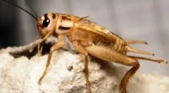 Начало възглавници: какво изглежда животът и изглеждат