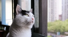 Домашно приготвяне на котка котка
