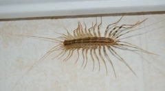 Начало mukholovka: запознаване със съседите