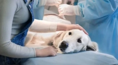 Предимства и недостатъци на стерилизацията