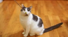 Обучение на котките