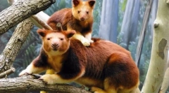 Chast kangaroo