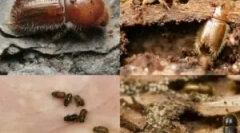 Гори в дървена къща и как да се отървете от тях