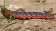 Abler без мирис и вреда, възпалени