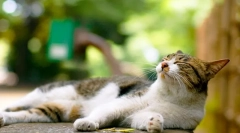 Драстал за котки: свидетелство и противопоказания на лекарството