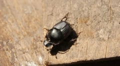 Двукрак калико