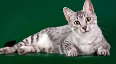 Египетски мау