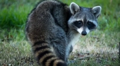 Raccoon stroskun (снимка): любопитно животно fidget