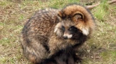 Retal dog: wild и home