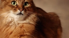 Eukanuba: говеда за най-висококачествени котки