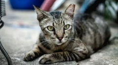 Европейски късогледство котка